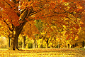 Warmer und goldener Herbst