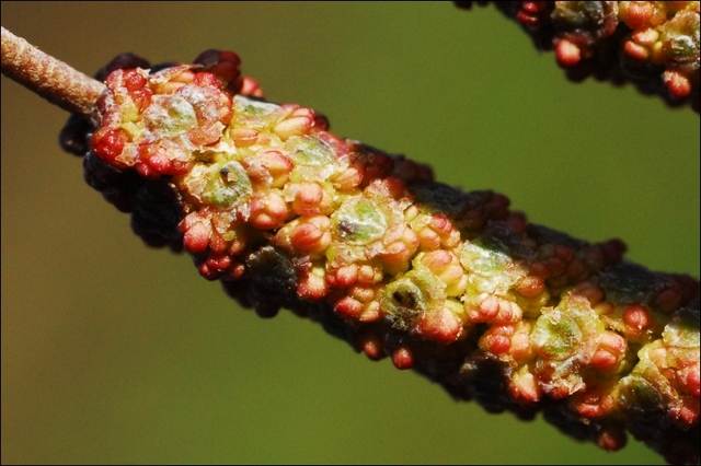 Die Erle und ihre Pollen