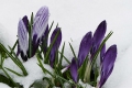 Märzschnee unterdrückt Frühling