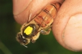 Interessante Fakten zur Biene