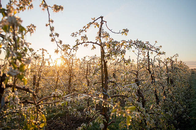 Obstbauern beregnen gegen Frost