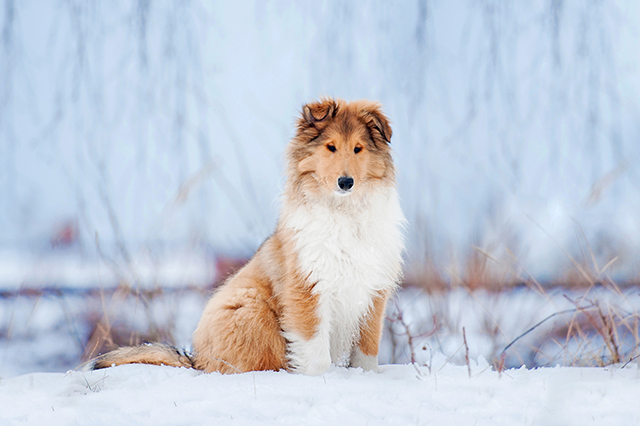 Hund, Katze und Co im Winter