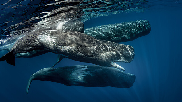 Walbeobachtung Azoren