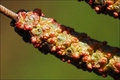 Die Erle und ihre Pollen