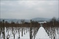 Schnee am Rhein