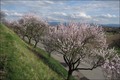 Mandelblüte am Kaiserstuhl
