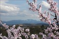Mandelblüte am Kaiserstuhl