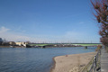 Frühlingsstimmung am Rhein