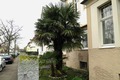 Immer mehr Palmen in Deutschland