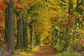 Bilderherbst: Bäume im Herbst
