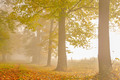 Bilderherbst: Bäume im Herbst