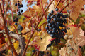 Bilderherbst: Früchte im Herbst