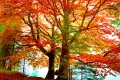 Die schönen Farben des Herbstes