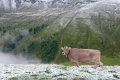 Augustschnee in den Alpen