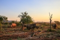 Botsuanas atemberaubende Natur