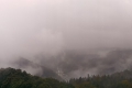 Nebelstimmung im Herbstwald