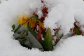 Schneefälle begraben Frühling