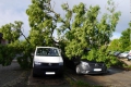 Trier: Sturmböen reißen Bäume um