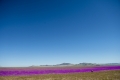 Die Atacama-Wüste blüht