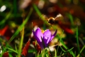 Bienen sammeln fleißig Nektar
