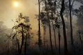 Australien: Verheerende Brände
